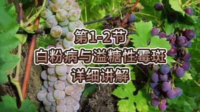 第1-2节-白粉病与溢糖性霉斑详细讲解