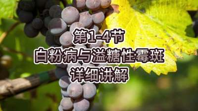 第1-4节-白粉病与溢糖性霉斑详细讲解