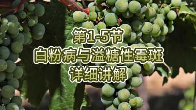 第1-5节-白粉病与溢糖性霉斑详细讲解