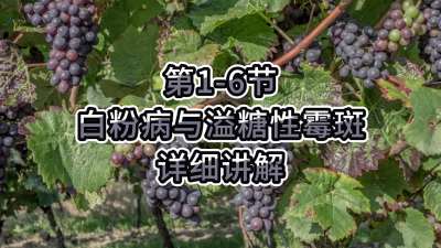 第1-6节-白粉病与溢糖性霉斑详细讲解