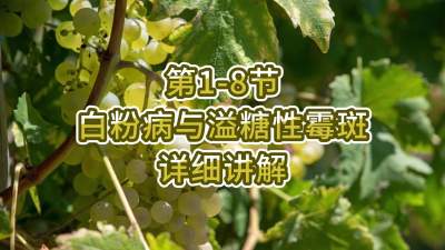 第1-8节-白粉病与溢糖性霉斑详细讲解