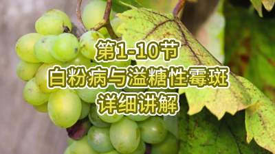 第1-10节-白粉病与溢糖性霉斑详细讲解