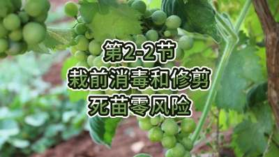 第2-2节-栽前消毒和修剪，死苗零风险
