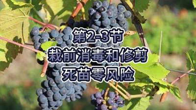 第2-3节-栽前消毒和修剪，死苗零风险
