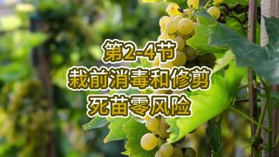 第2-4节-栽前消毒和修剪，死苗零风险