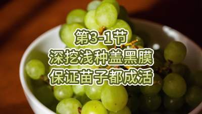 第3-1节-深挖浅种盖黑膜，保证苗子都成活