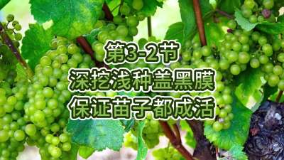 第3-2节-深挖浅种盖黑膜，保证苗子都成活