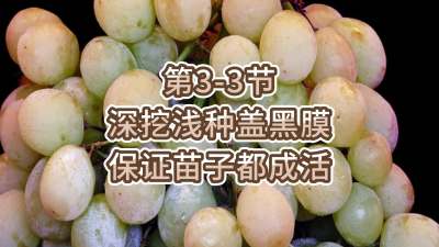 第3-3节-深挖浅种盖黑膜，保证苗子都成活