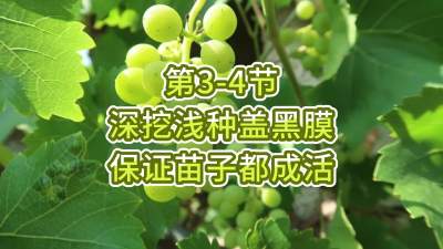 第3-4节-深挖浅种盖黑膜，保证苗子都成活