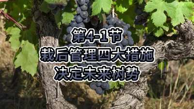 第4-1节-栽后管理四大措施，决定未来树势