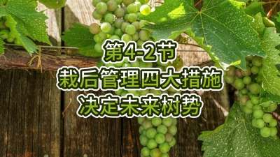 第4-2节-栽后管理四大措施，决定未来树势