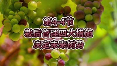 第4-4节-栽后管理四大措施，决定未来树势