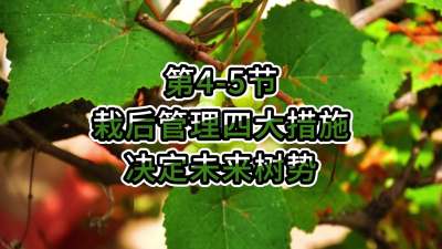 第4-5节-栽后管理四大措施，决定未来树势