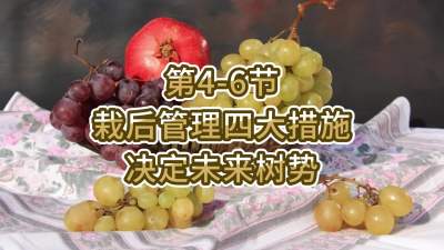 第4-6节-栽后管理四大措施，决定未来树势
