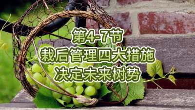 第4-7节-栽后管理四大措施，决定未来树势