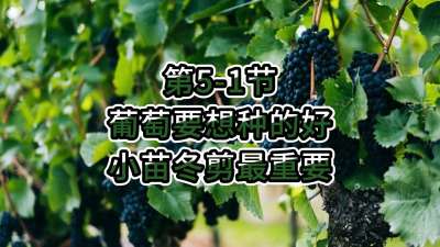 第5-1节-葡萄要想种的好，小苗冬剪最重要