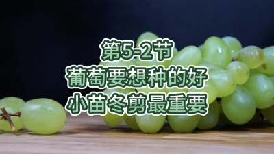 第5-2节-葡萄要想种的好，小苗冬剪最重要