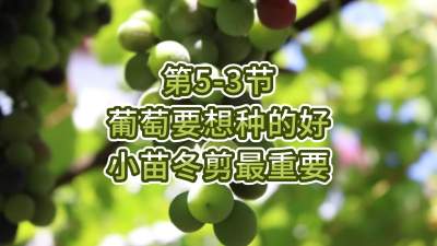 第5-3节-葡萄要想种的好，小苗冬剪最重要