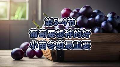 第5-4节-葡萄要想种的好，小苗冬剪最重要