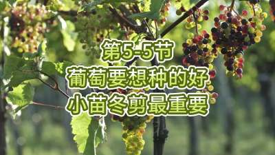 第5-5节-葡萄要想种的好，小苗冬剪最重要