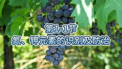 第1-1节-氮、钾元素的识别及防治