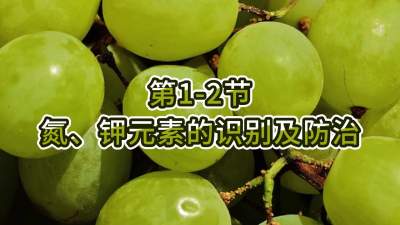 第1-2节-氮、钾元素的识别及防治