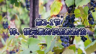 第2-1节-锌、镁元素的识别及防治