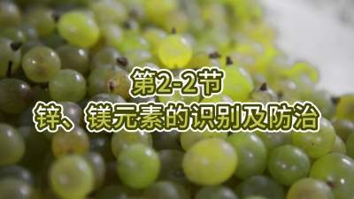 第2-2节-锌、镁元素的识别及防治