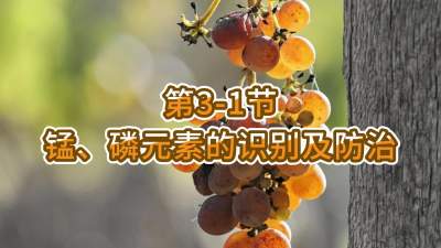 第3-1节-锰、磷元素的识别及防治