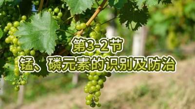 第3-2节-锰、磷元素的识别及防治