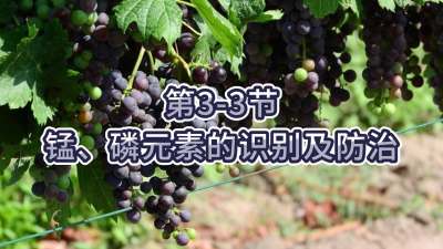 第3-3节-锰、磷元素的识别及防治