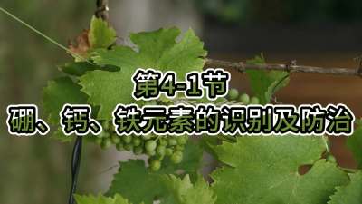 第4-1节-硼、钙、铁元素的识别及防治