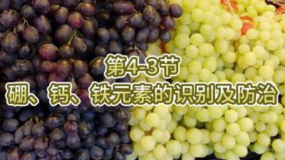 第4-3节-硼、钙、铁元素的识别及防治