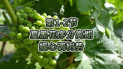 第1-2节-夏黑花序分离期-摘心调树势