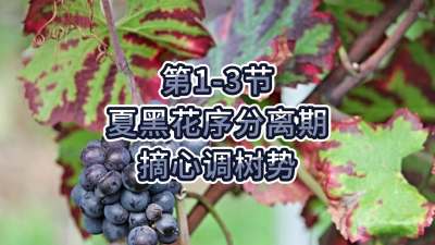 第1-3节-夏黑花序分离期-摘心调树势