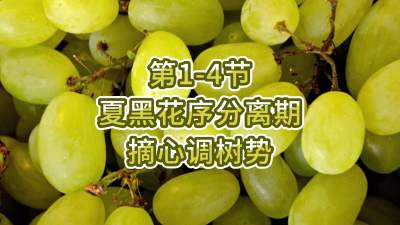 第1-4节-夏黑花序分离期-摘心调树势