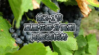 第2-1节-夏黑花序分离期-用肥调树势