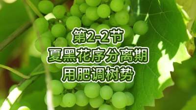 第2-2节-夏黑花序分离期-用肥调树势
