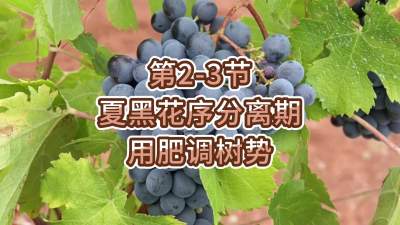 第2-3节-夏黑花序分离期-用肥调树势