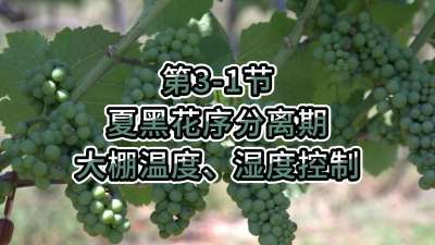 第3-1节-夏黑花序分离期-大棚温度、湿度控制