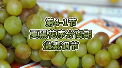 第4-1节-夏黑花序分离期-激素调节