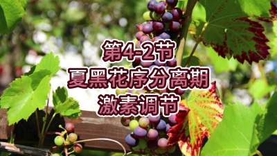 第4-2节-夏黑花序分离期-激素调节