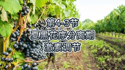 第4-3节-夏黑花序分离期-激素调节