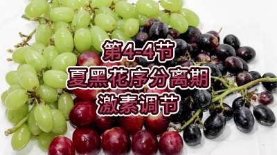 第4-4节-夏黑花序分离期-激素调节
