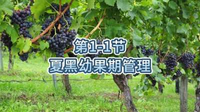 第1-1节-夏黑幼果期管理