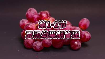 第1-2节-夏黑幼果期管理