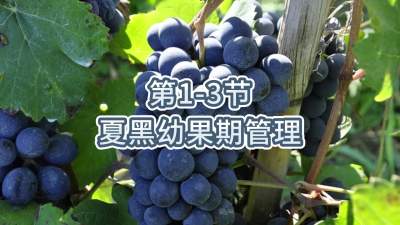 第1-3节-夏黑幼果期管理