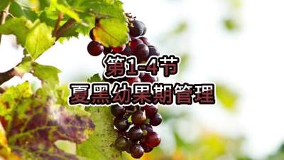 第1-4节-夏黑幼果期管理