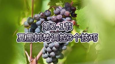 第2-1节-夏黑树势调控3个技巧