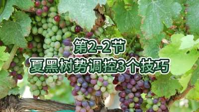 第2-2节-夏黑树势调控3个技巧